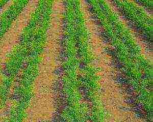 timing of planting carrots in siberia in open ground