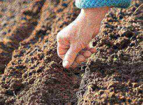 the timing of planting carrots in siberia in open ground