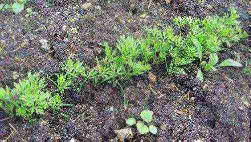 the timing of planting carrots in siberia in open ground