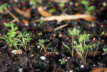 timing of planting carrots in siberia in open ground