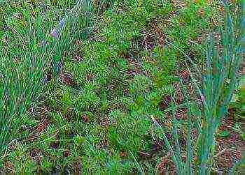 timing of planting carrots in siberia in open ground