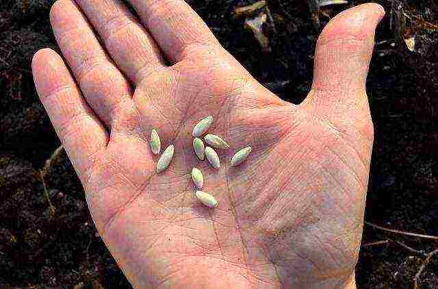 the timing of planting cucumbers in open ground in Ukraine