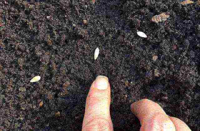 the timing of planting cucumbers in open ground in Ukraine