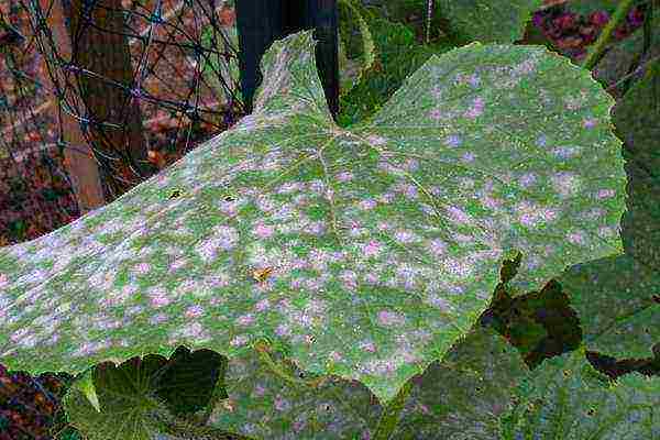 the timing of planting cucumbers in open ground in Ukraine