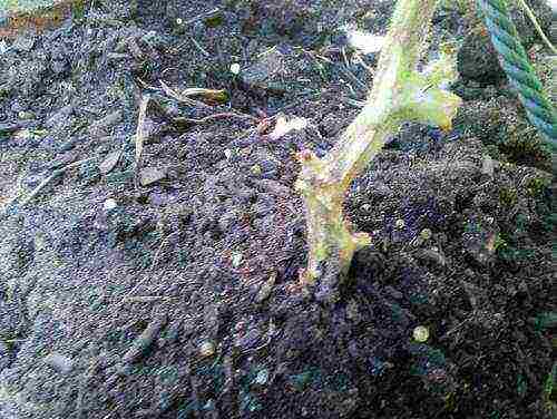 the timing of planting cucumbers in open ground in Ukraine