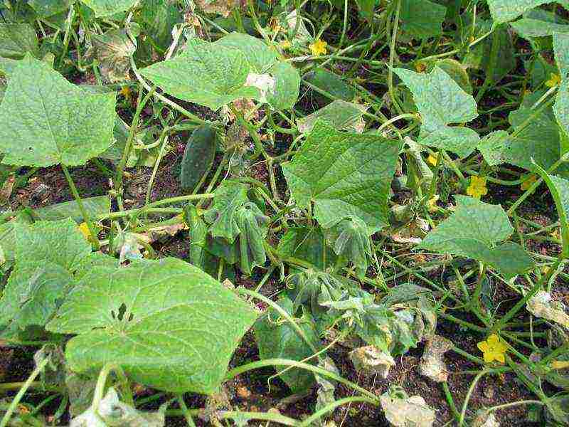 the timing of planting cucumbers in open ground in Ukraine