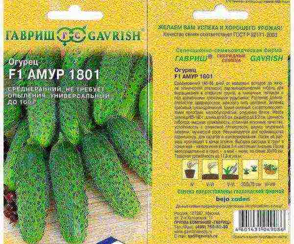 the timing of planting cucumbers in open ground in Ukraine