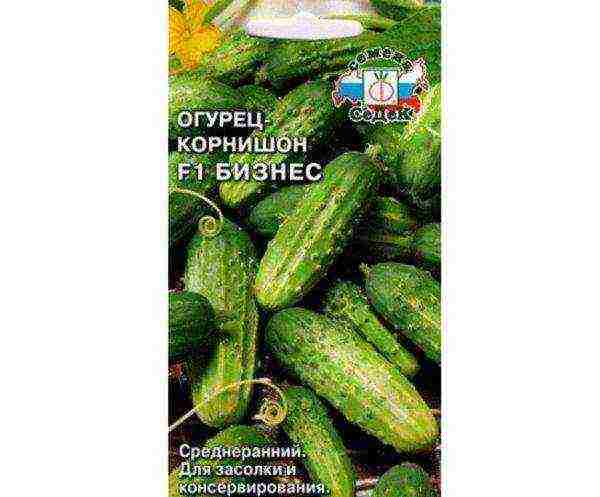 the timing of planting cucumbers in open ground in Ukraine