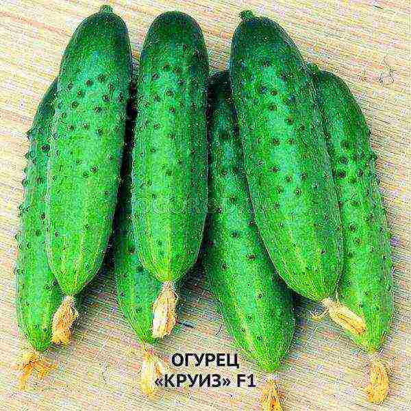 the timing of planting cucumbers in open ground in Ukraine