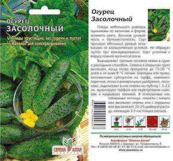 the timing of planting cucumbers in open ground in Ukraine