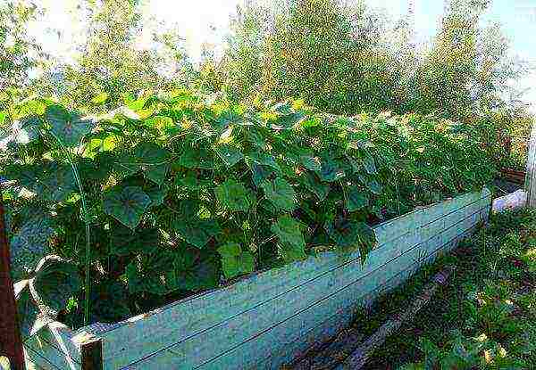 the timing of planting cucumbers in open ground in Ukraine