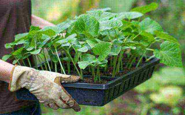 the timing of planting cucumbers in open ground in Ukraine