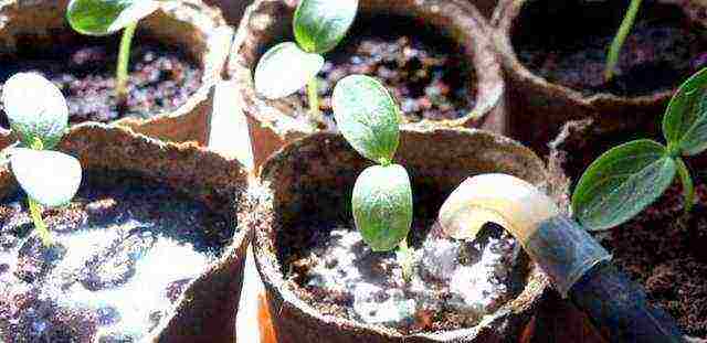 the timing of planting cucumbers in open ground in Ukraine