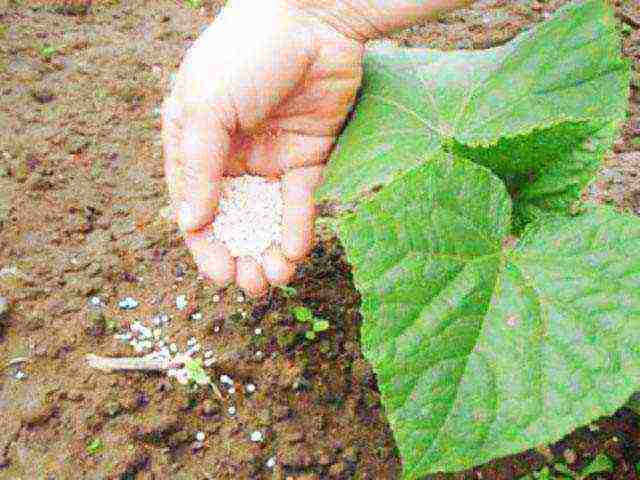 the timing of planting cucumbers in open ground in Ukraine