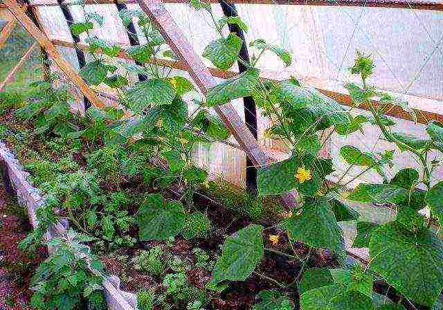 the timing of planting cucumbers in open ground in Ukraine