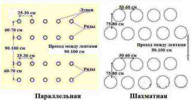 the timing of planting cucumbers in open ground in Ukraine