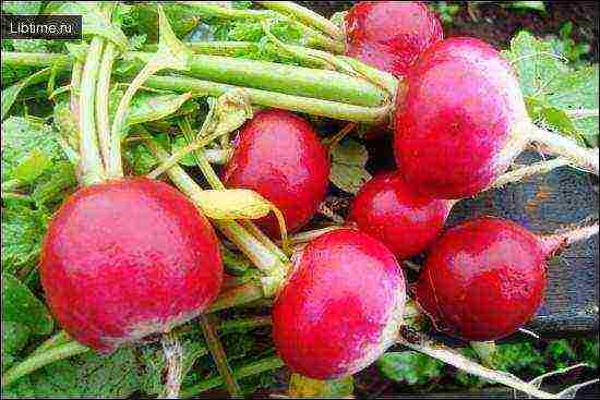 the timing of planting vegetables in open ground in Ukraine