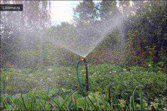 the timing of planting vegetables in open ground in Ukraine