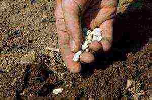 the timing of planting vegetables in open ground in Ukraine