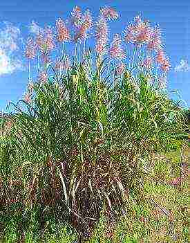 the country where sugar beets and sugar cane are grown