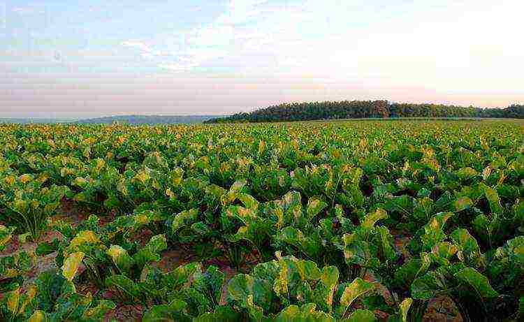 ang bansa kung saan lumaki ang mga sugar beet at tubo