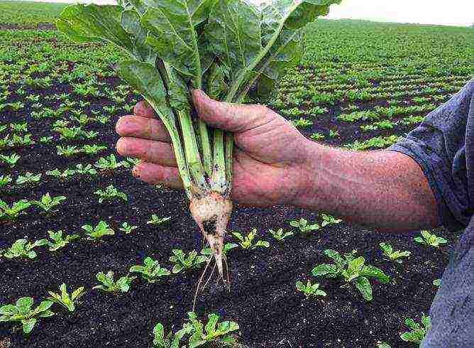 mga bansa kung saan lumaki ang mga sugar beet at tubo