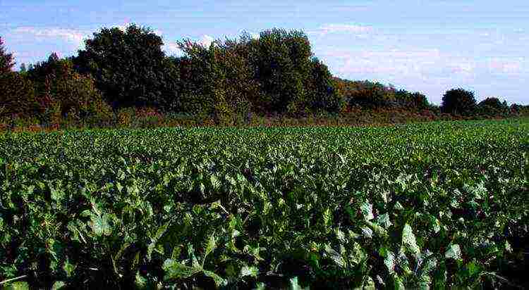 mga bansa kung saan lumaki ang mga sugar beet at tubo