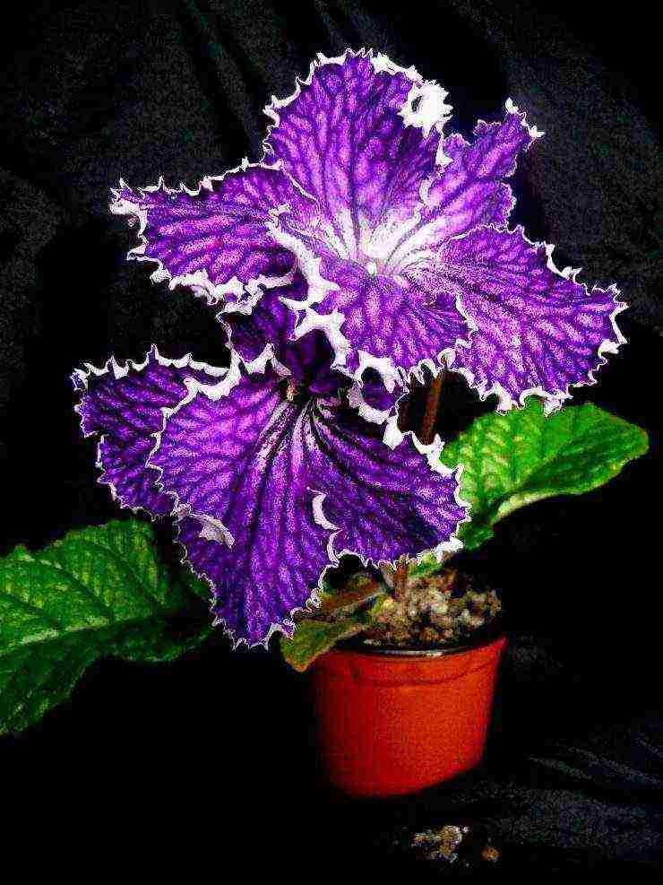 pinakamahusay na mga pagkakaiba-iba ng streptocarpus