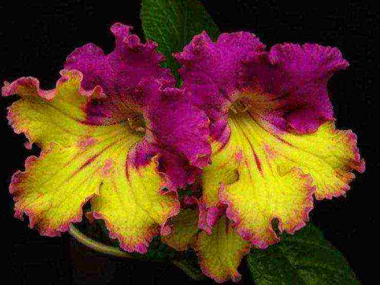 pinakamahusay na mga pagkakaiba-iba ng streptocarpus