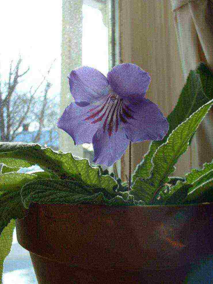 streptocarpus best varieties