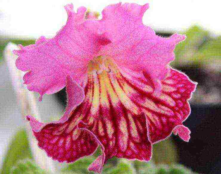 streptocarpus best varieties