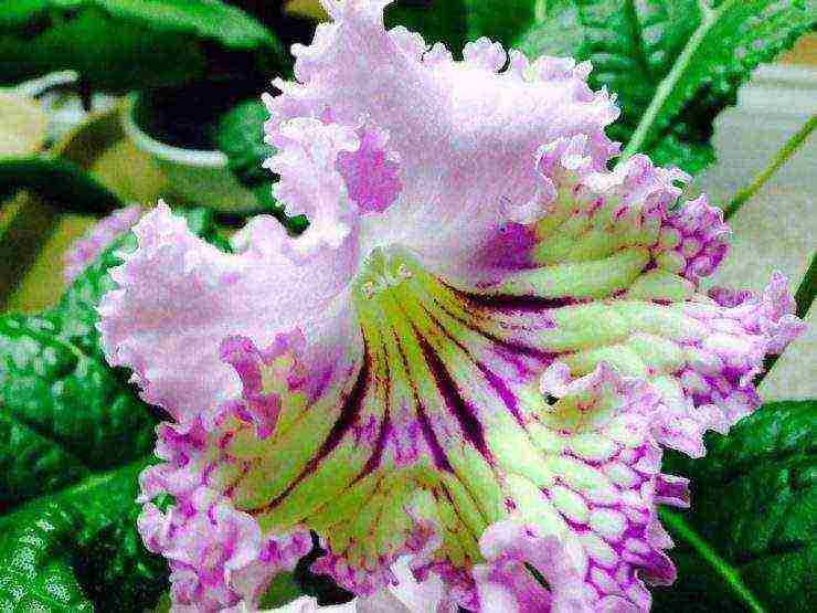 pinakamahusay na mga pagkakaiba-iba ng streptocarpus