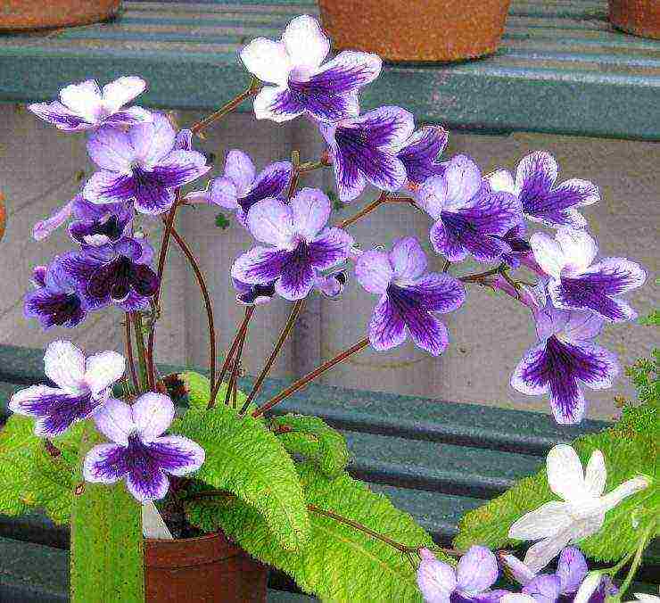 pinakamahusay na mga pagkakaiba-iba ng streptocarpus