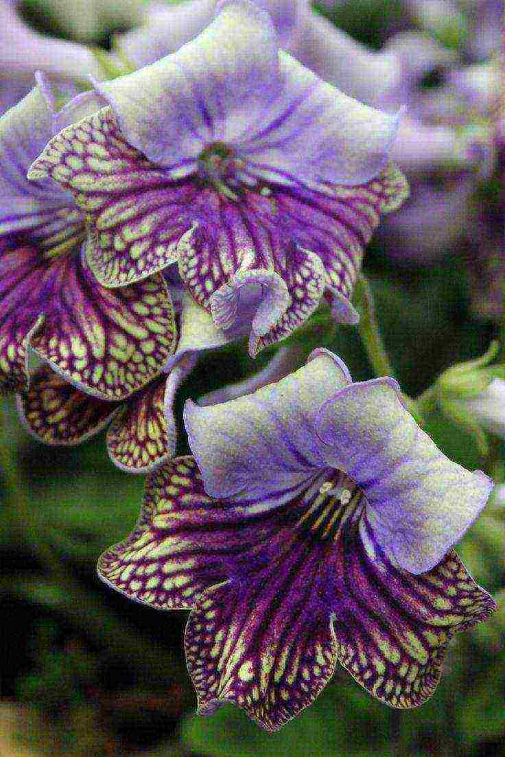 pinakamahusay na mga pagkakaiba-iba ng streptocarpus