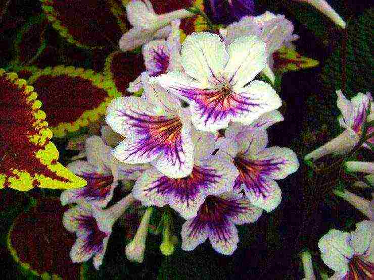 pinakamahusay na mga pagkakaiba-iba ng streptocarpus