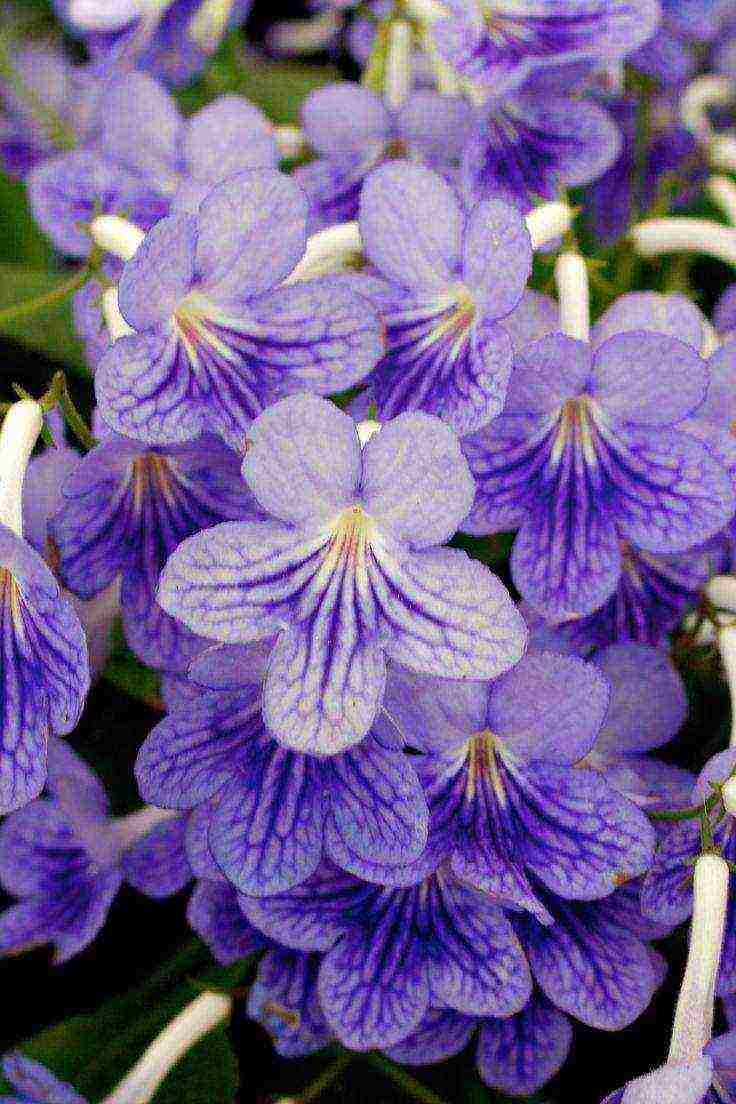 pinakamahusay na mga pagkakaiba-iba ng streptocarpus