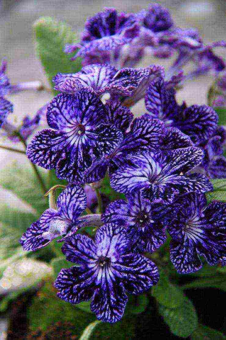 streptocarpus best varieties