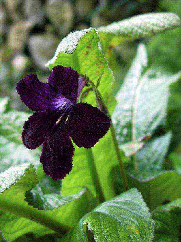 pinakamahusay na mga pagkakaiba-iba ng streptocarpus