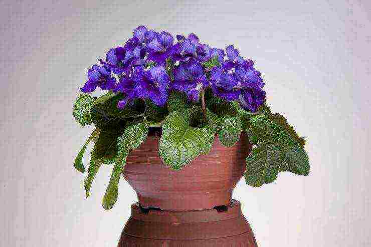 pinakamahusay na mga pagkakaiba-iba ng streptocarpus