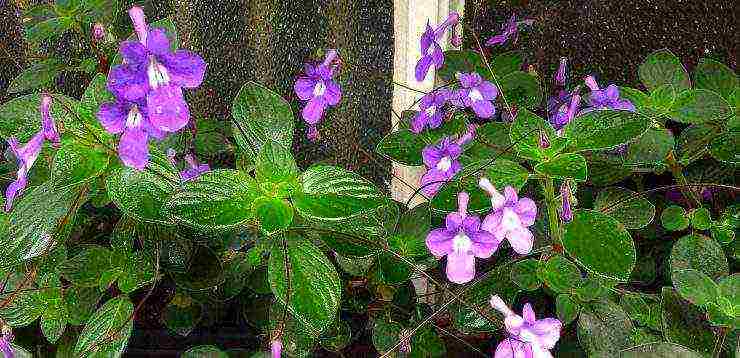 streptocarpus best varieties