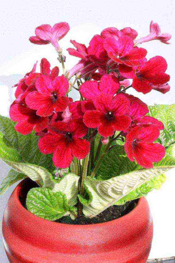 streptocarpus best varieties