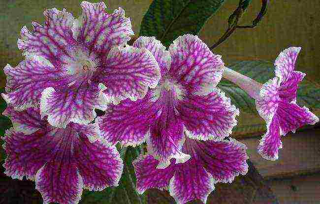 pinakamahusay na mga pagkakaiba-iba ng streptocarpus