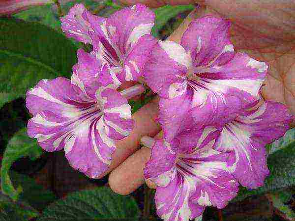 pinakamahusay na mga pagkakaiba-iba ng streptocarpus