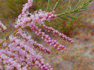 tamarix planting and care in the open field in the suburbs