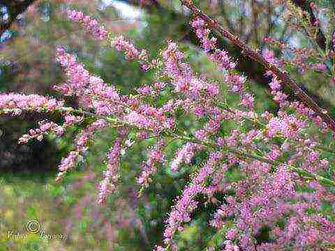 tamarix planting and care in the open field in the suburbs