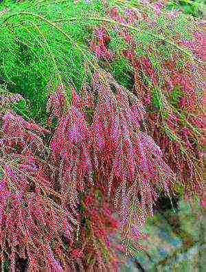 tamarix planting and care in the open field in the suburbs