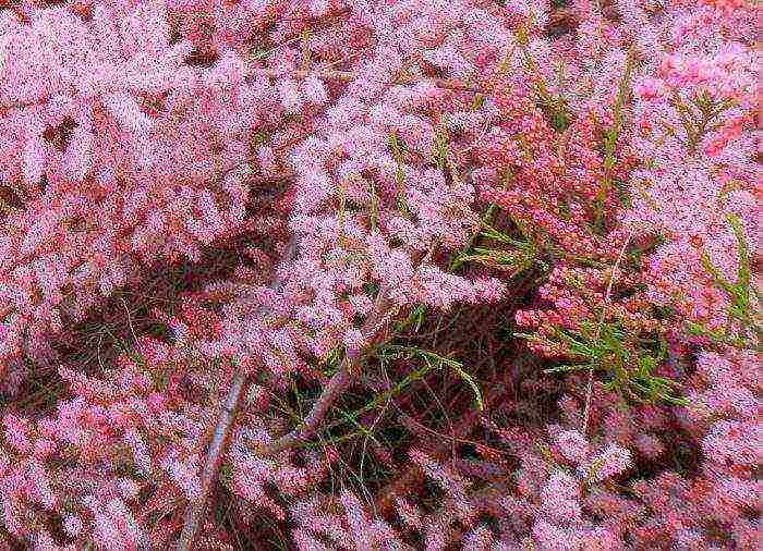 tamarix planting and care in the open field in the suburbs