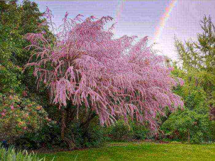 tamarix planting and care in the open field in the suburbs