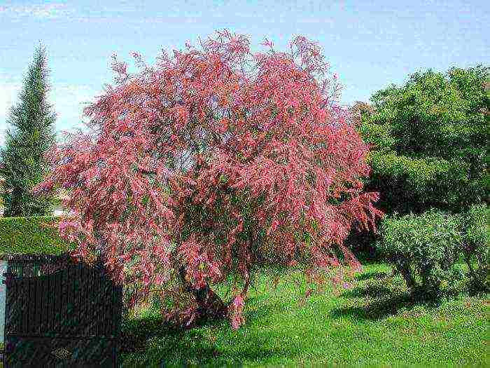 tamarix planting and care in the open field in the suburbs