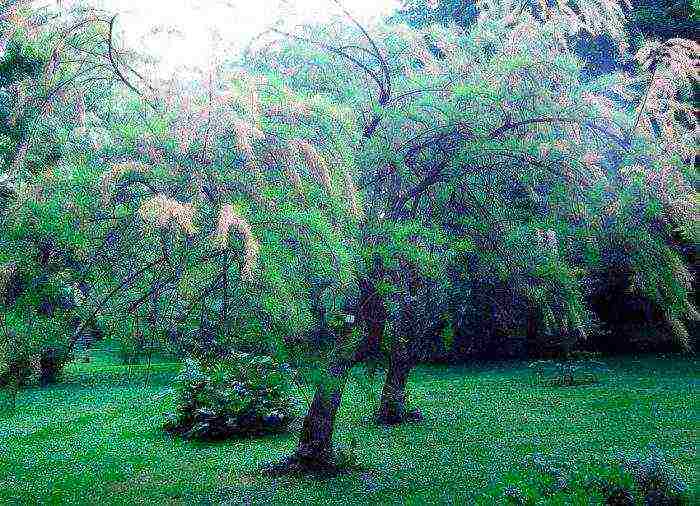 tamarix na pagtatanim at pangangalaga sa bukas na bukid sa mga suburb